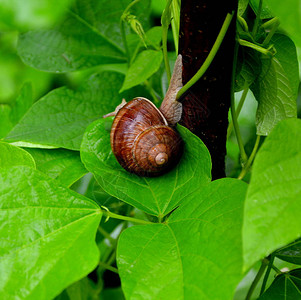 花园里的蜗牛春天花园里的绿叶绿背景图片