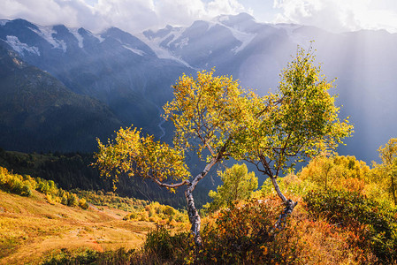 在斜坡Mkheer山上的Birch森林图片