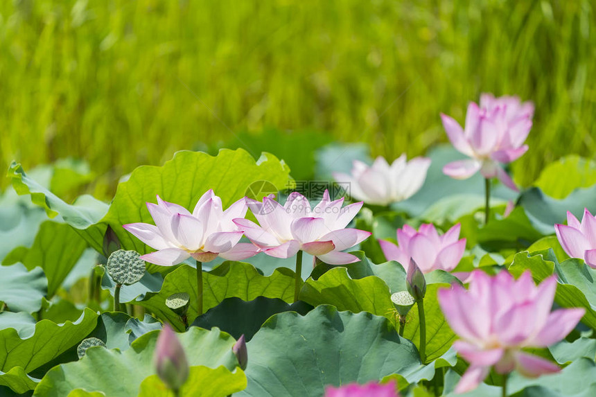 莲花和莲花植物图片