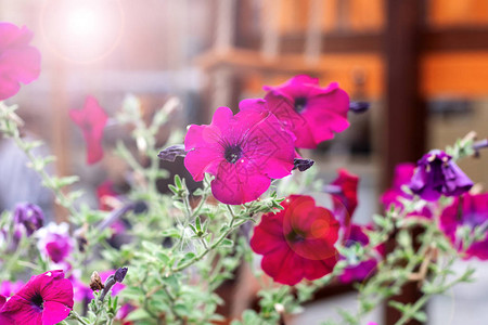 阳光下花朵中的粉红色花朵在日光图片