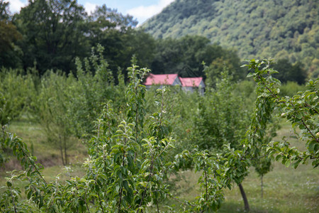 美丽的山区和森林景观图片