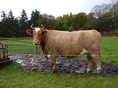 长角牛的蹄子在泥里图片