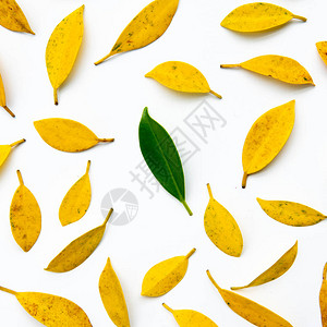 黄色叶子背景白色背景上黄色和单绿色叶子的创意秋图片