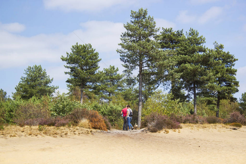 荷兰公园MaasduinenMaasduinen的Heathland图片