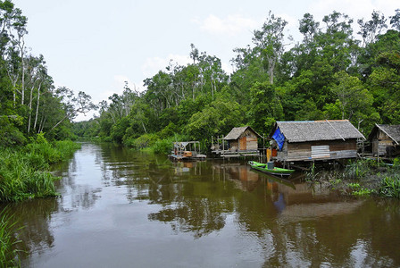 Sekonyer村是婆罗洲南部的一条河流图片