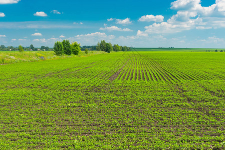 农业景观乌克兰波尔塔夫斯卡亚高清图片