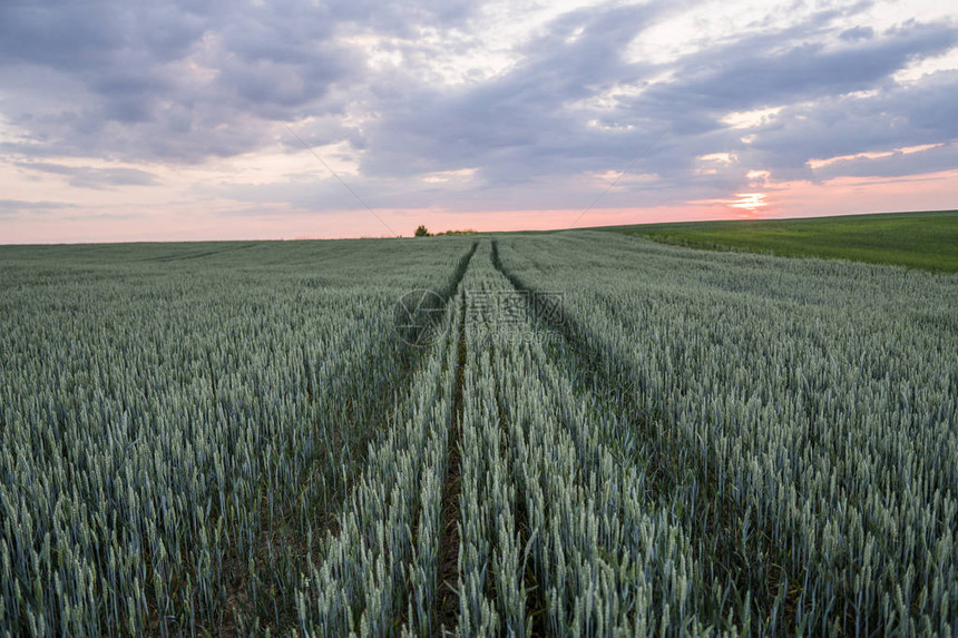 青绿小麦在美丽的田地上图片