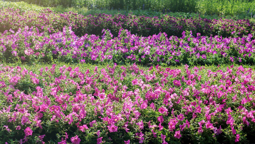 阳光下花园里的紫色花朵图片