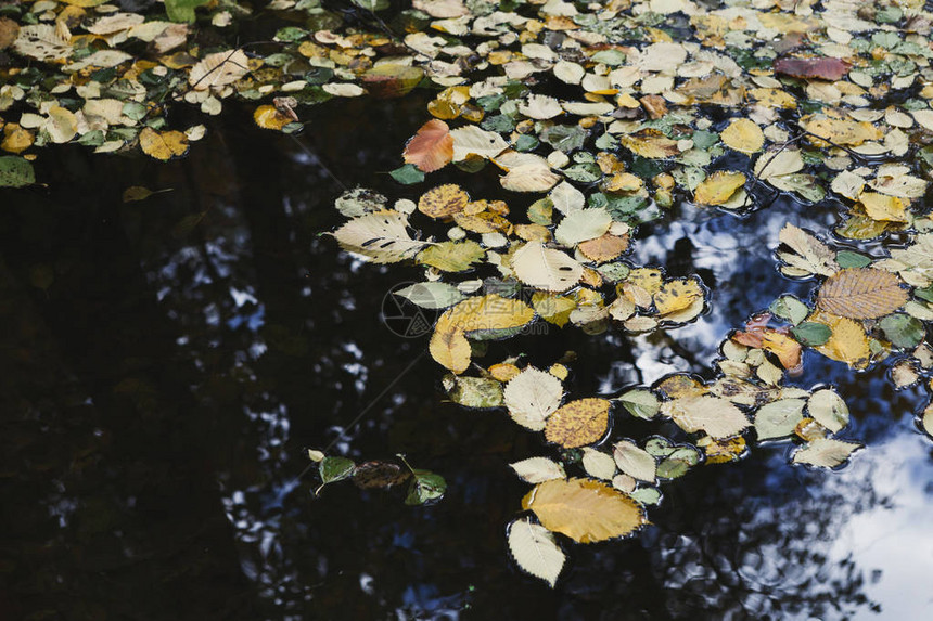 落叶覆盖水面秋天的背景图片