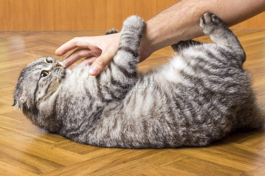 男人的手在和一只可爱的猫玩耍他图片