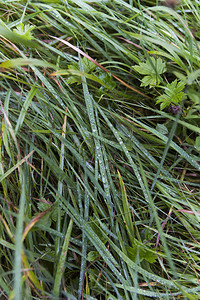 柔软的绿色草叶带有细小的水滴图片