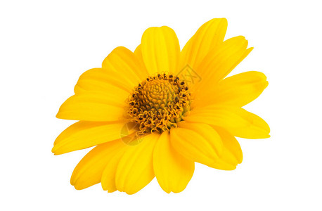 孤立在白色背景上的黄色花背景图片