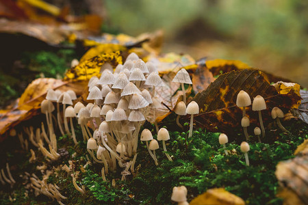 林子里的不可食用有毒蘑菇在秋图片