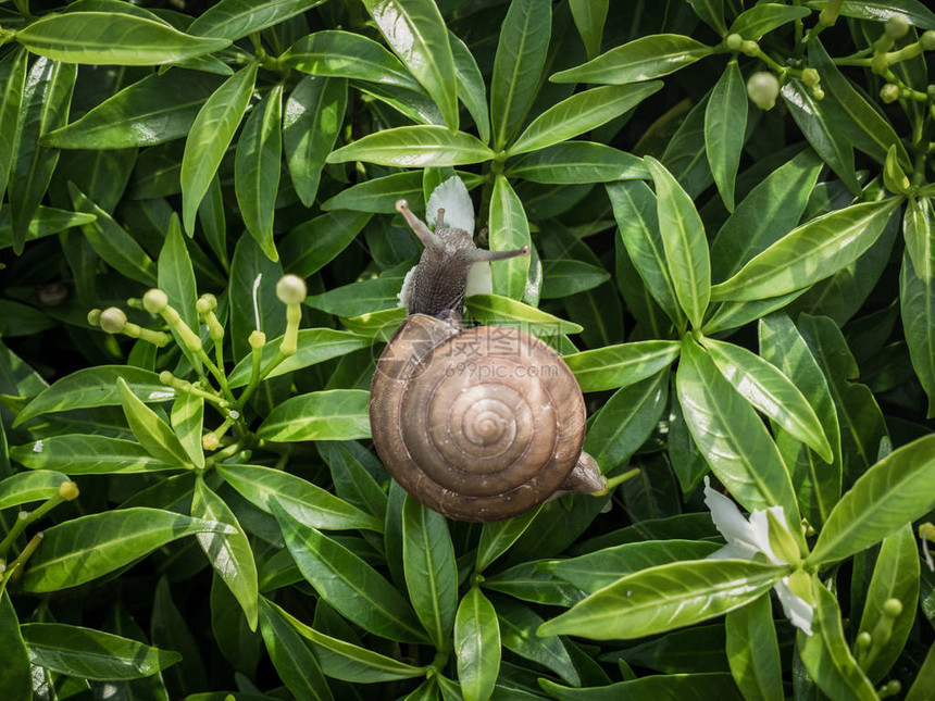 蜗牛在绿叶背景上吃白花图片