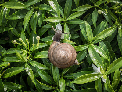 蜗牛在绿叶背景上吃白花图片