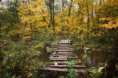 美丽的老木桥在森林里图片