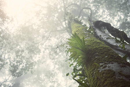 长青森林被薄雾和雨笼罩在景色图片