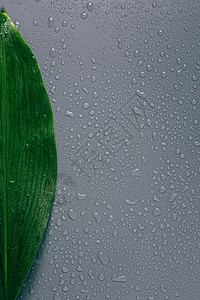 灰色背景上带水滴的绿叶顶视图图片