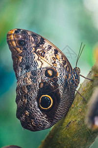 Caligomemmon蝴蝶的特写图片