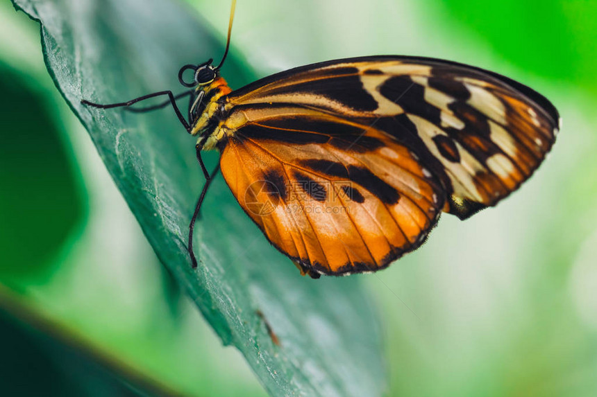 一只非洲大帝蝴蝶在绿叶上围着绿叶其图片