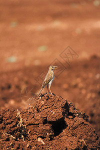 佩斯蒂亚科夫斯基观鸟鹧鸪高清图片