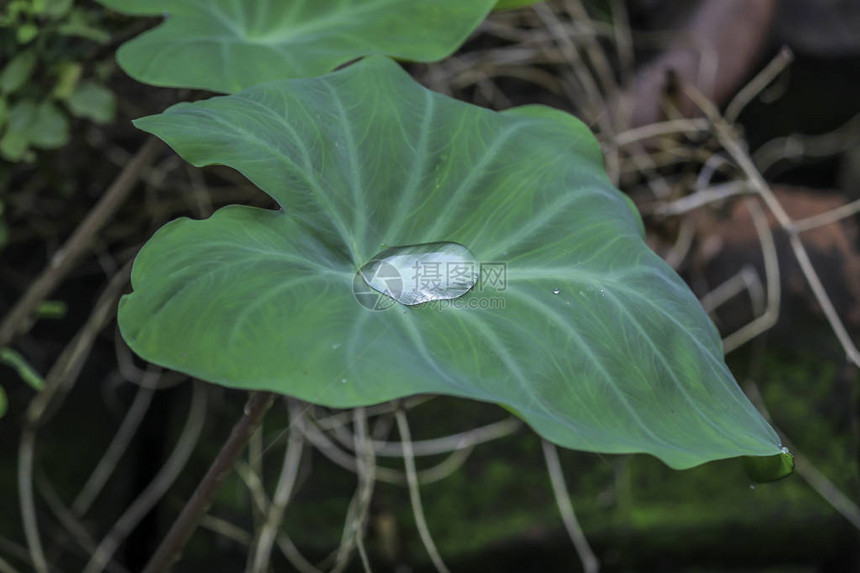 植物叶子与水滴雨后湿叶子上的露水美图片