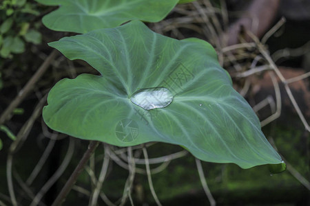 植物叶子与水滴雨后湿叶子上的露水美图片