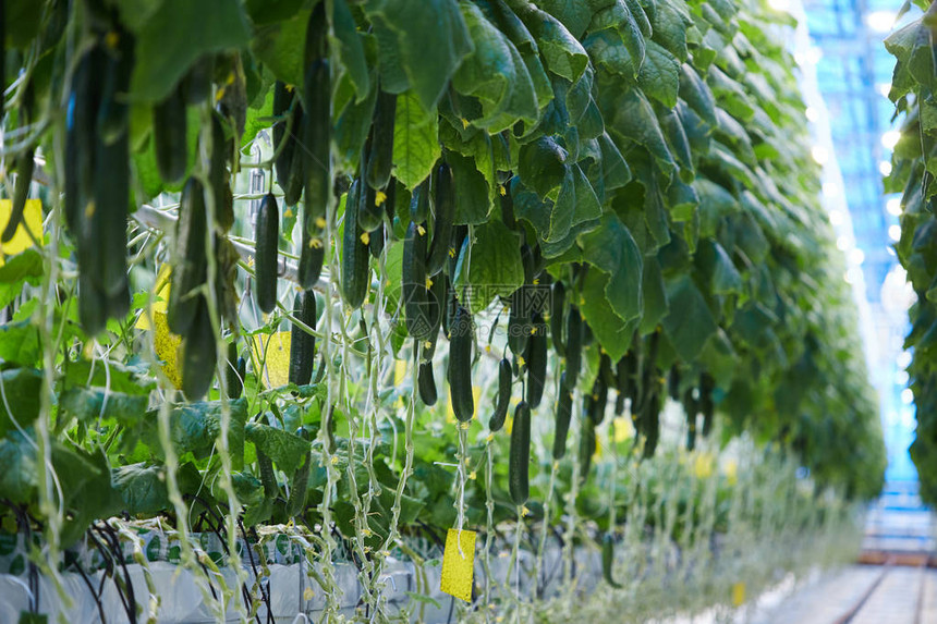 在现代工业种植园温室复制空间无人背景的植物棚中图片