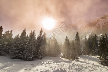 山上冬季风景有清雪和鲜红树林阳图片