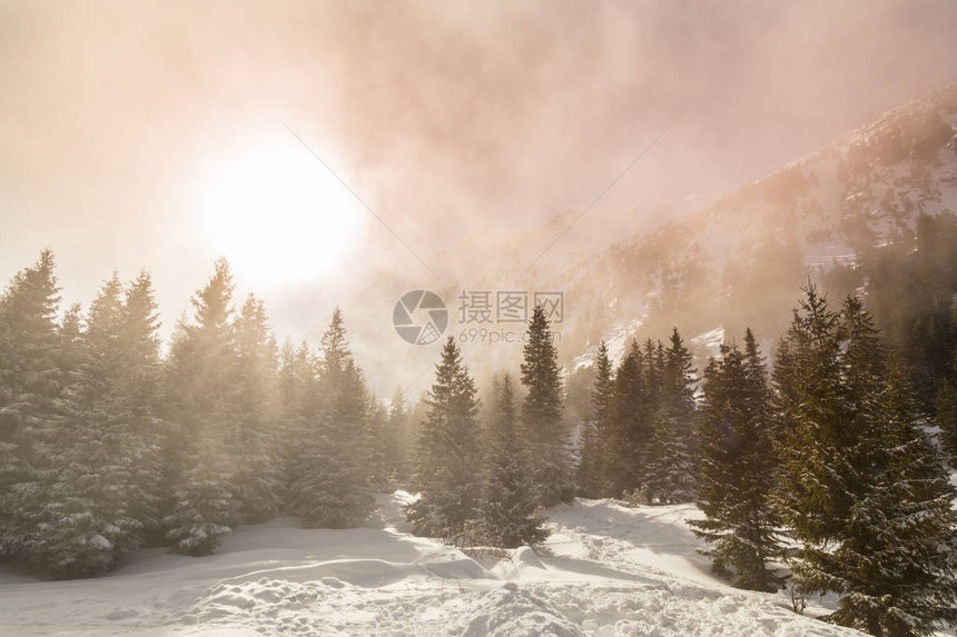 山上冬季风景有清雪和鲜红树林阳图片