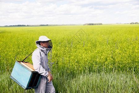 花粉携带磨损身穿绿色草地复制空间的保护工作服中的年轻蜜蜂管理员背景