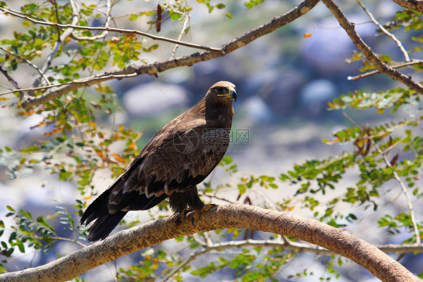 草原鹰或天鹰座nipalensis印度马哈拉施特图片