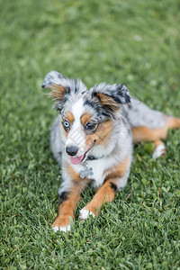 蓝Merle澳洲牧羊犬说谎在北加州图片