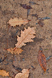 树叶在地板上秋天的时间图片