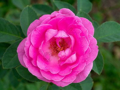 粉红达马斯克玫瑰花瓣贴近玫瑰茶RosaDamascena图片