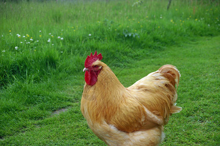 浅棕色公鸡Rooster在有草背图片