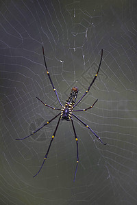 巨型木蜘蛛或Nephila图片