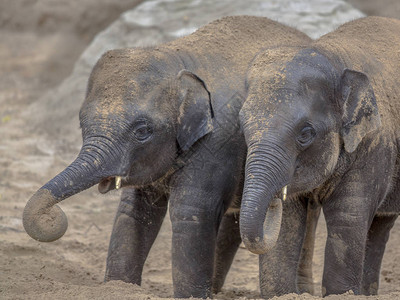 两只年轻的印度大象Elephasprignusindicus图片