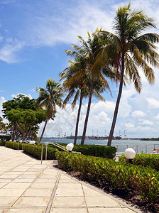 科南特棕榈树在佛罗里达迈阿密海滩的图片