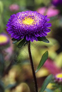 紫翠菊花特写图片