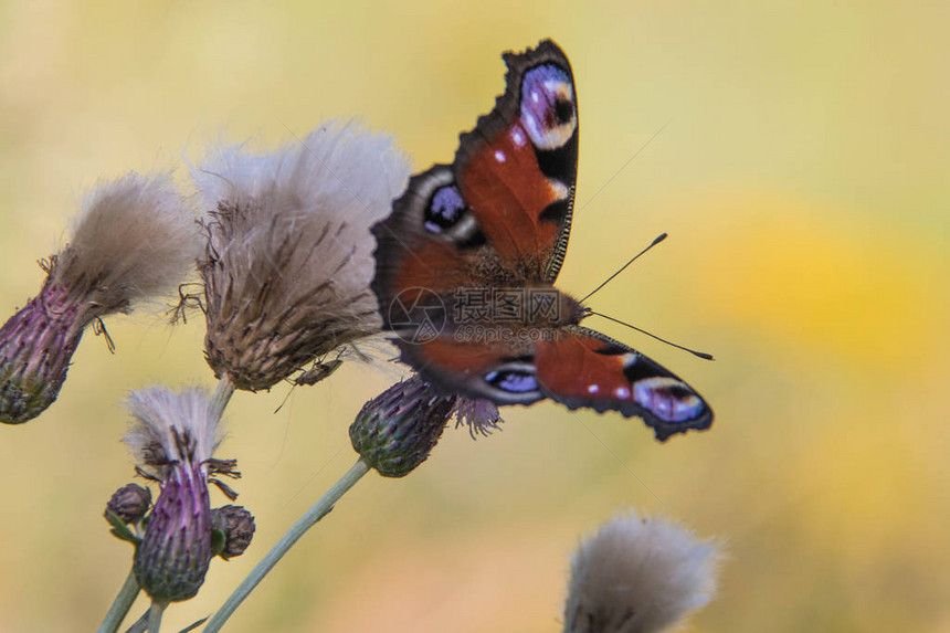 孔雀眼的草地蝴蝶在颜色上图片
