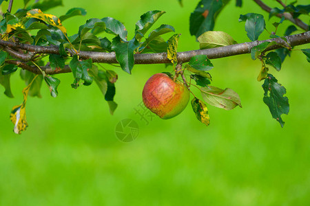 夏日花园里的苹果图片