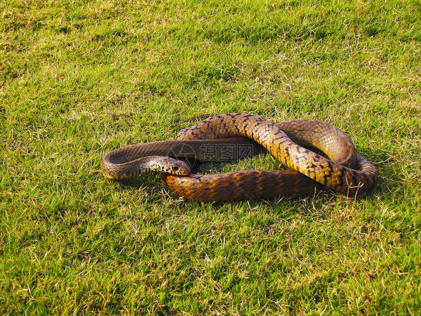 印度马哈拉施特拉邦Bhimashhankar野生动物保护区印度鼠蛇Ptyas图片