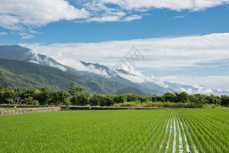 白天的绿色稻田风景图片