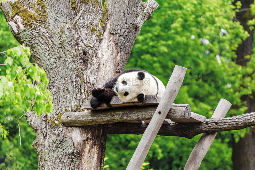 慵懒风趣的大熊猫睡在树上图片