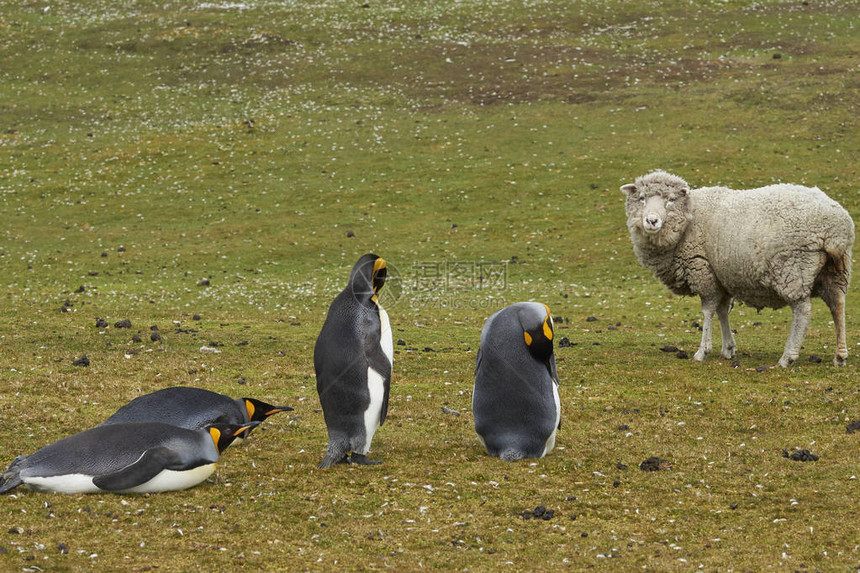 福克兰群岛志愿点的一个牧羊场的企鹅国王Aptenodytespatago图片