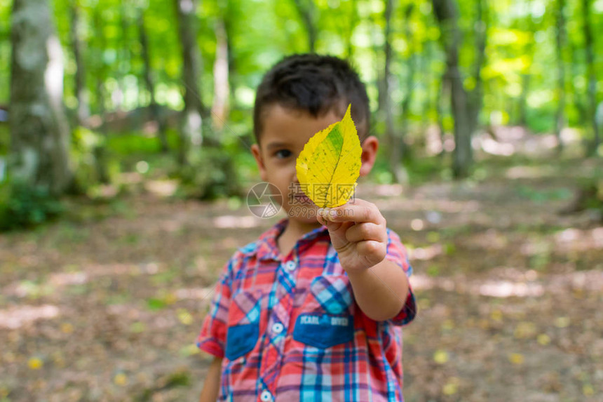 森林里手拿着黄叶的男孩图片