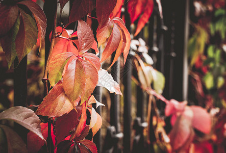 秋天公园金属栅栏附近的红叶图片