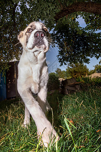 在花园的中亚牧羊犬骄傲图片