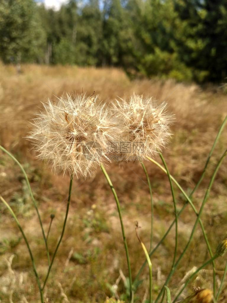 草原地区美丽的蒲公英明亮的夏天草原花蜜图片